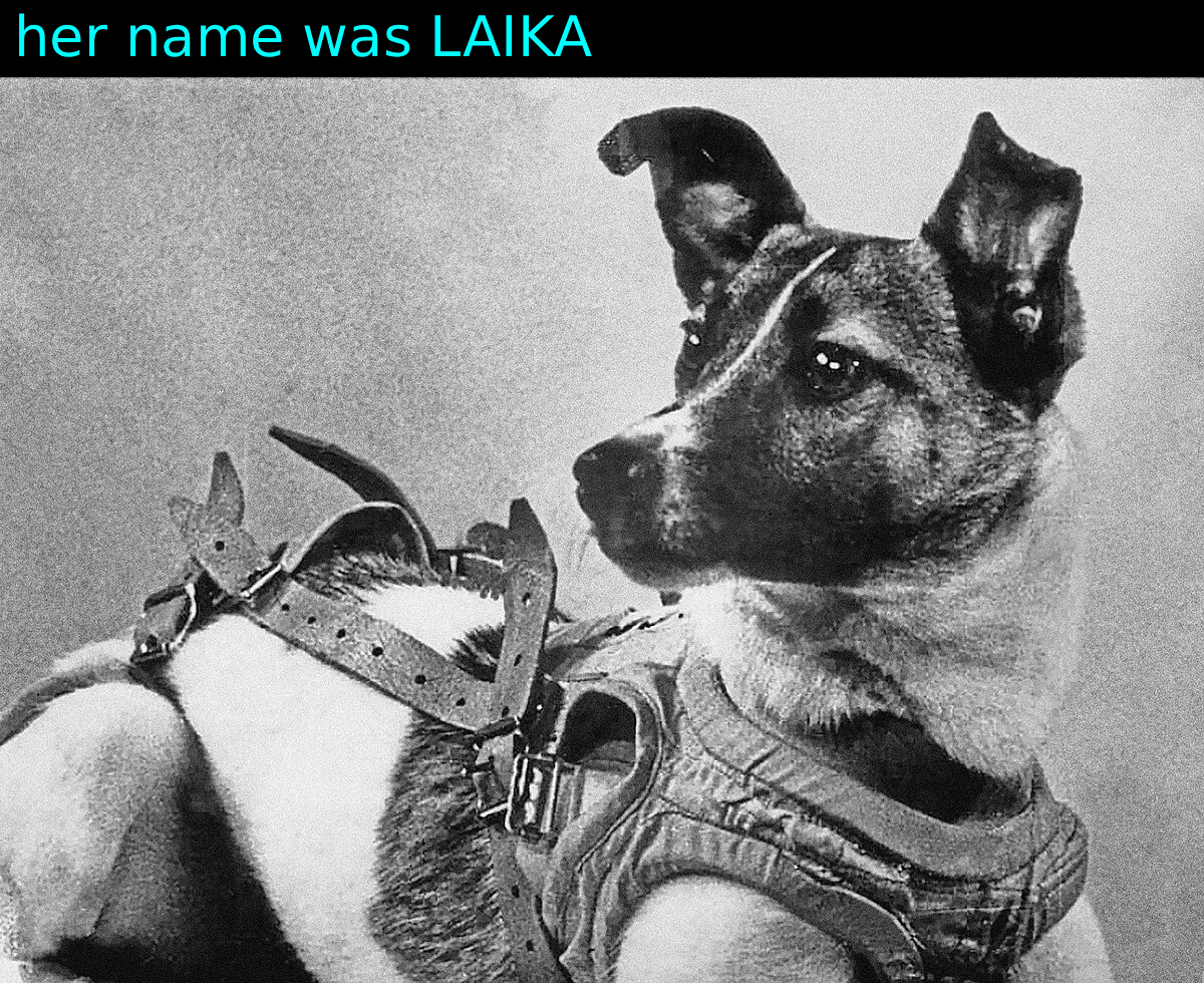 her name was LAIKA